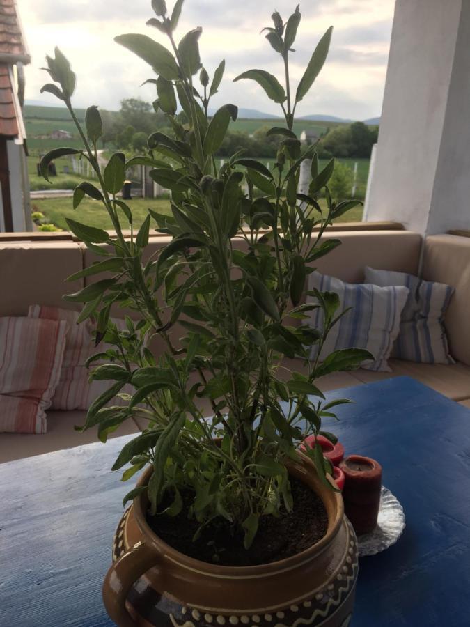Dosa Tanya, Vendeghaz Otel Cserepfalu Dış mekan fotoğraf