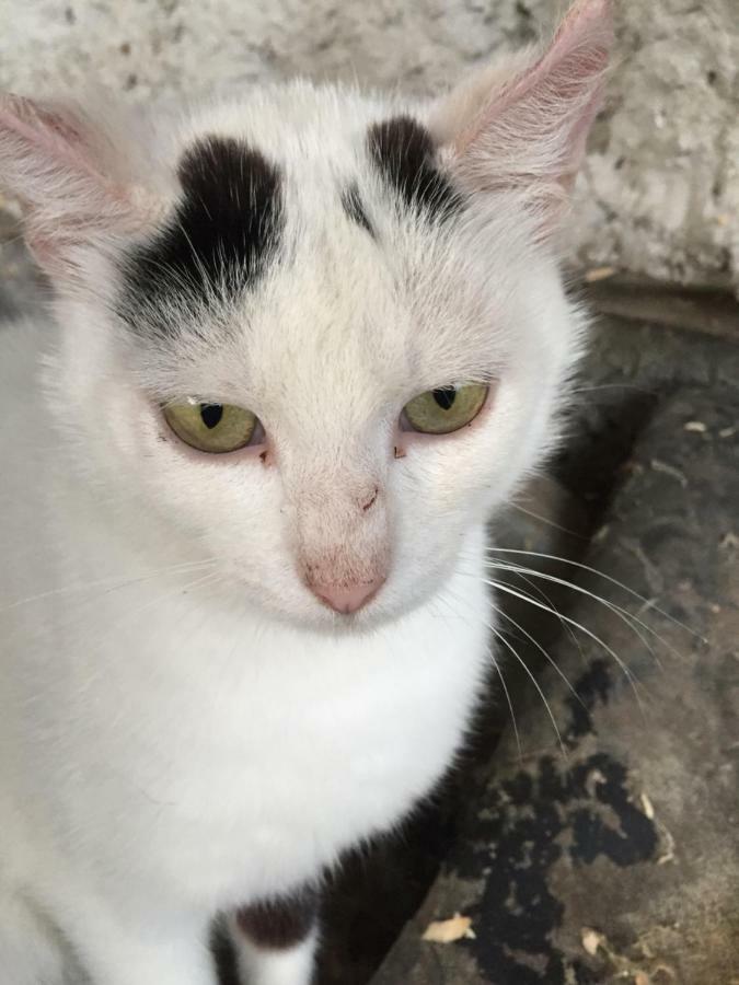 Dosa Tanya, Vendeghaz Otel Cserepfalu Dış mekan fotoğraf